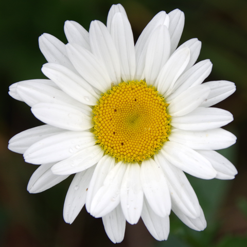 Weiße Blüte mit gelber Mitte.
