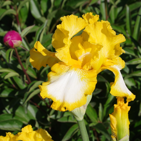 Gelb-weiße Blüte mit Pfingstrose im Hintergrund.