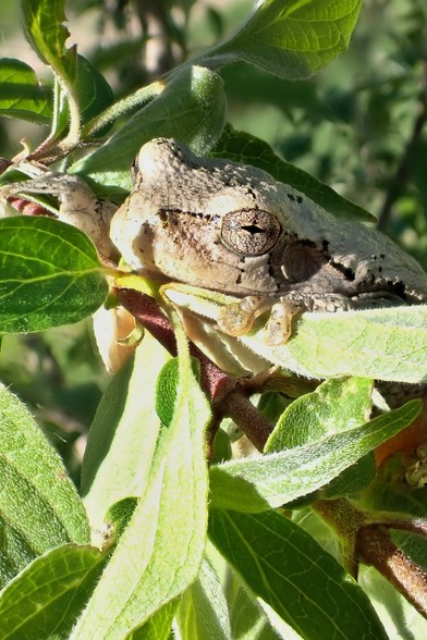 A medium sized, mottled gray frog is peering over the leaves of a bush, clinging to the thin branch and foliage with large sticky pads. It seems a bit large for the twig it has chosen for a perch, mostly hanging from out rather than sitting on it.