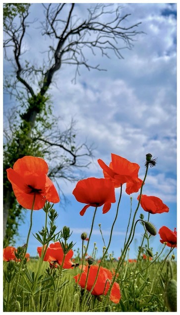 Field of red poppies with green foliage in the foreground, a leafless tree and cloudy sky in the background.