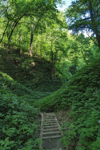 View along a path down a deep,  V-shaped forest hollow. It starts with wooden steps and then loses itself in the emerald green of lush knee-high ground cover. The trees are leaning in from the hillsides, their foliage obscuring most of the sky. The entire scene is dominated by the many shades of green.