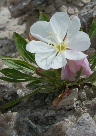 A single large (4-inch/10cm) blossom of four heart-shaped white petals perches nearly stemless on top of a rosette of dark green, narrow leaves.  The compact plant emerges from dry, rock-srewn ground with no other vegetation around it 