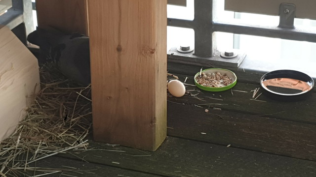 Etwas näher, sie im Nest, Ei außerhalb.