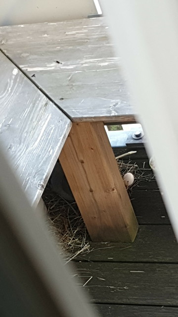 Durch Balkontürschlitz fotografiert. Ein Ei liegt außerhalb des Nests.