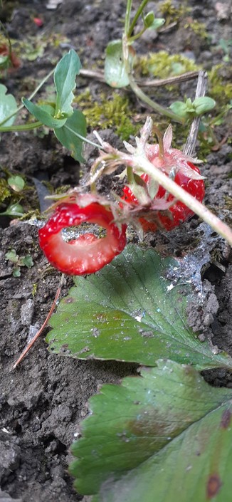 Eine Erdbeere mit grossem Loch wo man durchschauen kann