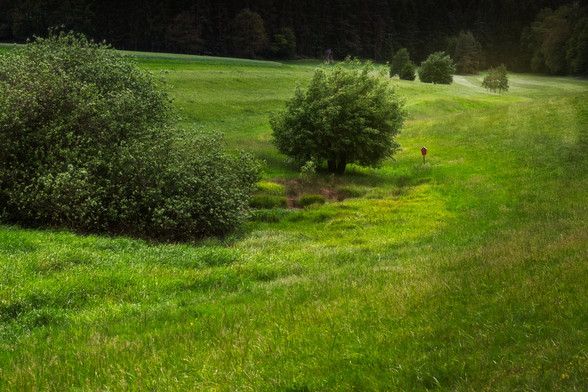 Eine Wiesenlandschaft. Entlang der sanften Hügel wächst frisches, grünes Gras. Einige Bäume und Sträucher wachsen ebenfalls entlang des Tales. Im Hintergrund wird die Szene durch die dunkle Front eines Waldes begrenzt.