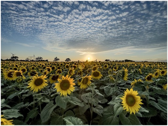 A vast field of sunflowers at sunset with a partly cloudy sky and wind turbines in the background.