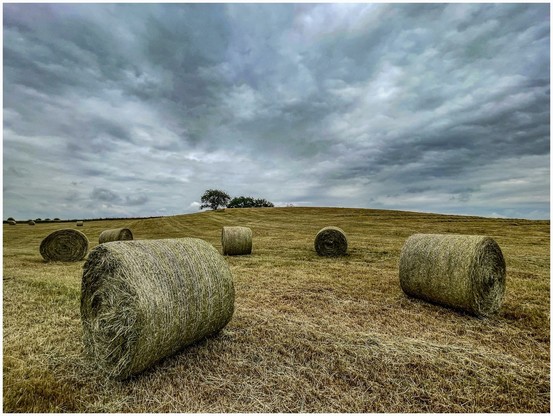 A field with several large round bales of hay scattered across it, under a cloudy sky.