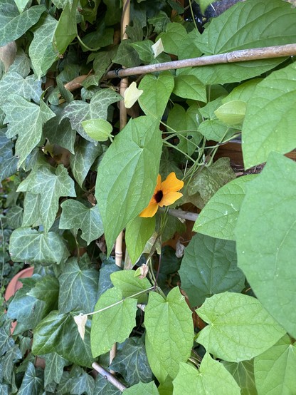 Eine Blüte der Schwarzäugigen Susanne versteckt sich hinter einem Blatt