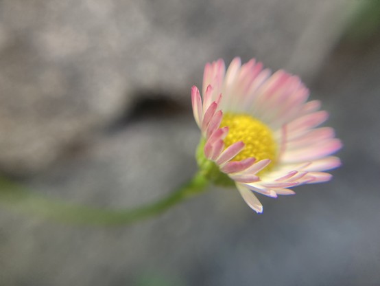 Eine rosa-weiße Blüte mit gelbem Zentrum ragt an einem langen Stiel in Bild, Hintergrund ist unscharf