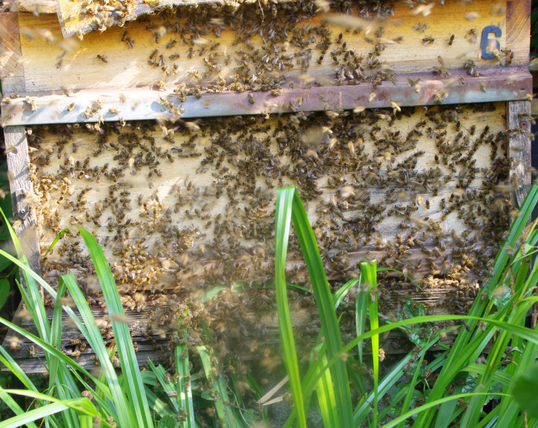 Bienenbeute mit vielen Honigbienen