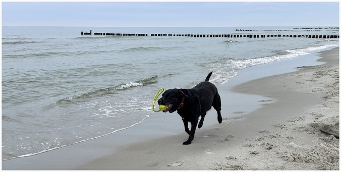 A black dog with a red collar runs along the beach near the shore, carrying a green toy in its mouth. Waves of the ocean can be seen in the background.