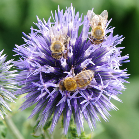 Blaue kugelförmige Blüte mit drei Honigbienen.