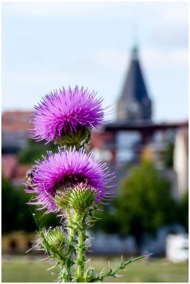 Close-up of a blooming thistle with a blurred background of a church and other buildings.