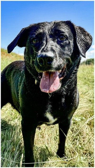 A black dog with wet fur and its tongue out standing in a grassy field under a bright blue sky.
