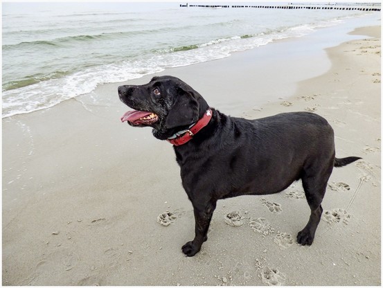 A black dog with a red collar standing on a sandy beach near the ocean.