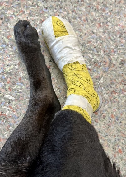 A dog's legs, one of which is wrapped in a yellow bandage.