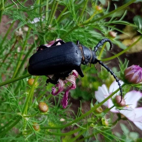 Sehr großer schwarzer Käfer mit langen gezackten Fühlern auf einer Cosmea.