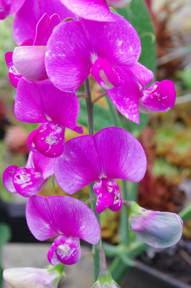 Violette Blüten.