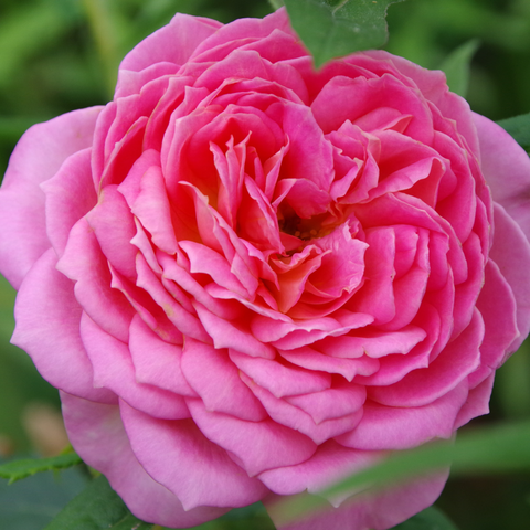 Rosa Rosenblüte.