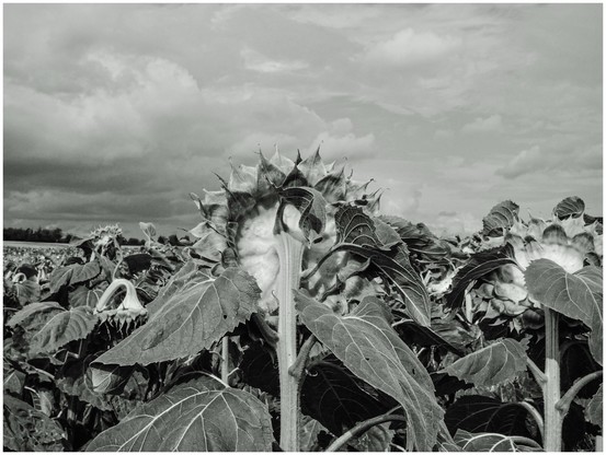 A black and white photograph of a field of sunflower plants with their heads bowed under a cloudy sky.