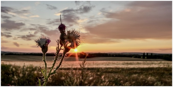 Thistles in the foreground with a sunset and open fields in the background.