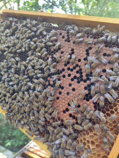 Blick auf einen einzelnen Rahmen voller Bienen und verschlossenen  Brutwaben.