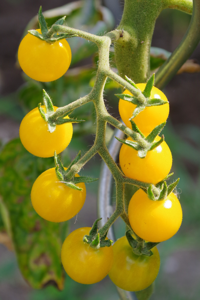 Kleine gelbe Tomaten.