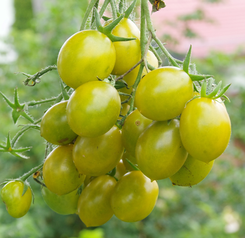Kleine ovale grünegelbe Tomaten.
