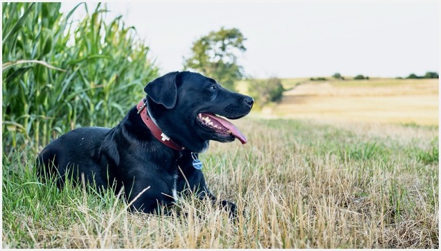 A black dog with a red collar is lying in a grassy field, with tall plants and a tree in the background.