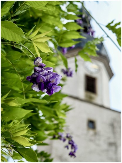 Close up of a blue wisteria flower with green leaves in the foreground, with a blurred clock tower in the background.