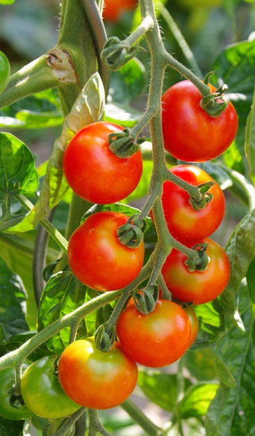 Traube mit roten und grünen runden Tomaten.