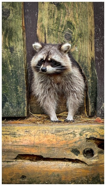 Raccoon standing in a wooden enclosure opening, looking to the side.