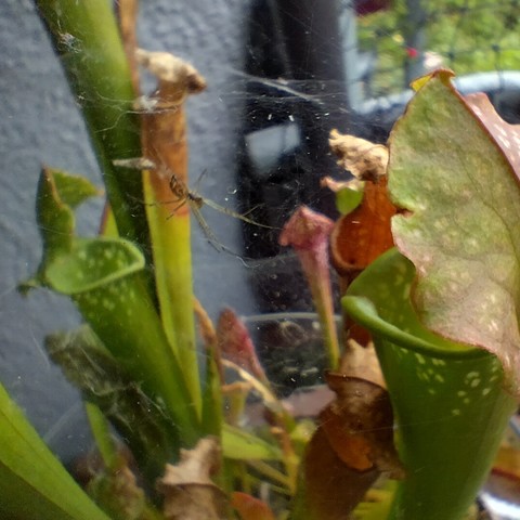 Fleiachfressende Pflanze mit Schlauchfalle, Sarracenia, dazwischen Spinnennetz und Spinne. 
