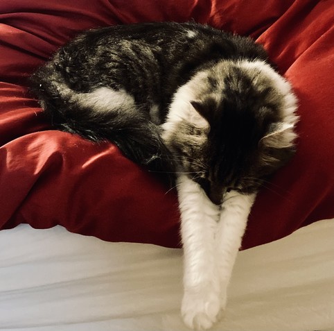 Eine schwarz-weiß-gefleckte Katze liegt auf einer roten Bettdecke und streckt die Vorderpfoten V-förmig nach vorn/ unten.