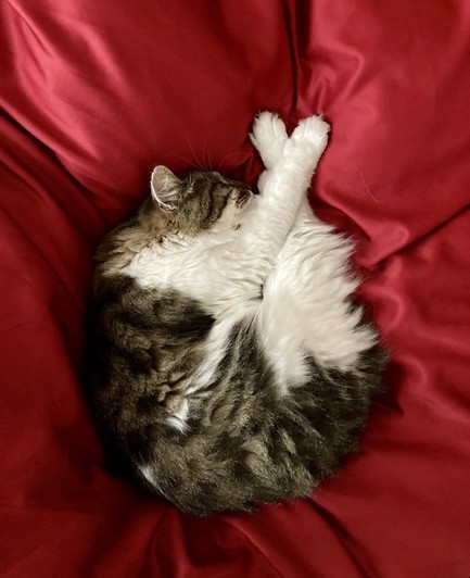 Eine Katze liegt zu einer Kugel gerollt auf einer roten Decke, die Pfoten bilden ein V