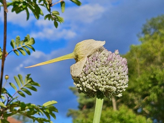 Nahaufnahme einer runden Blüte.das vormals umhüllende Häutchen ist aufgeplatzt und sieht aus wie Kopf und Schnabel, alles zusammen wirkt wie die Gestalt eines Vogels