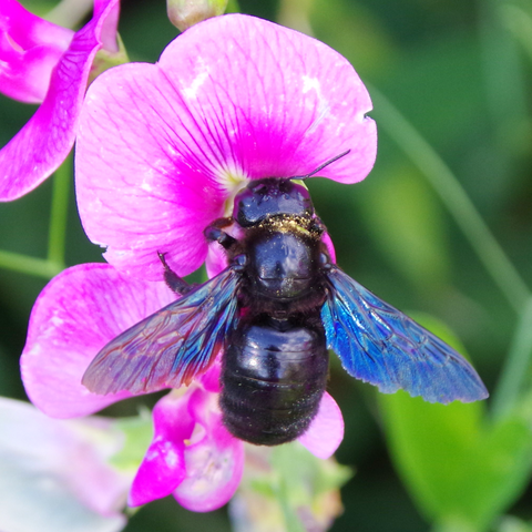 Blauschwarzes Insekt auf violettfarbener Blüte.