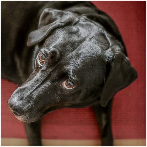 A close-up of a black dog with a soulful expression, lying down on a red surface.