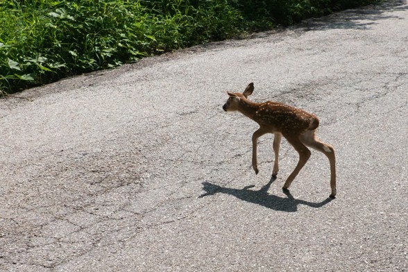 A very young fawn on long, wobbly legs is slowly walking across a road towards the dense vegetation at the shoulder.