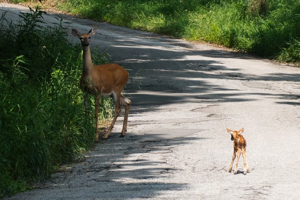 A White-tailed deer is waiting at the roadside for her little fawn to catch up with her.