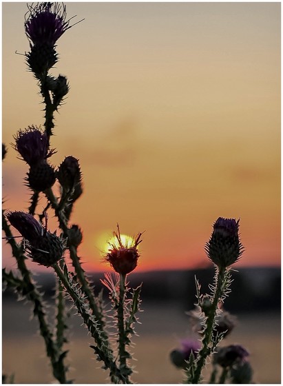Purple thistles in the foreground with a vibrant sunset in the background.
