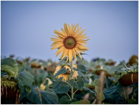 A sunflower in full bloom stands out against a field of sunflowers under a clear blue sky.