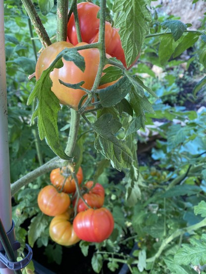 Viele riesige Tomaten 