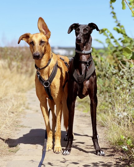 Two dogs, one tan and one black, standing on a dirt path surrounded by greenery. Both wearing harnesses and looking straight ahead.