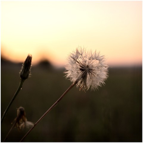 A dandelion in the foreground with a blurred sunset in the background.