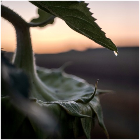 Close-up of a sunflower in the foreground with a droplet hanging from its leaf, set against a blurred sunrise background.