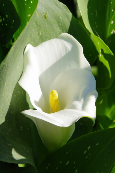 Weiße kelchförmige Blüte mit gelben Kolben vor grünen Blättern.