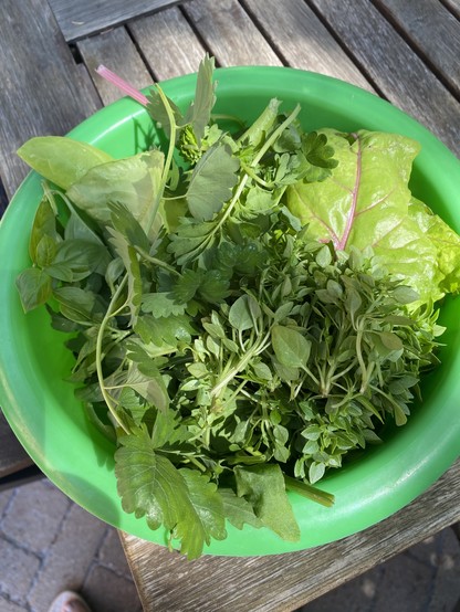 Salat und Kräuter, kleine Ernte für den Salat