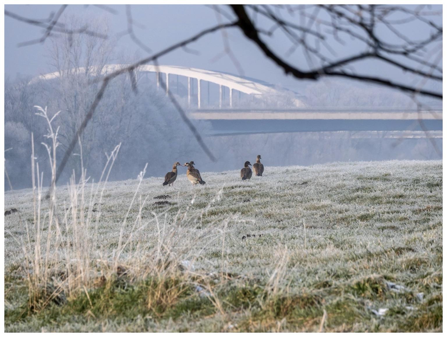 A group of ducks stands on a frosty field with long grass. In the background, a bridge crosses over a body of water, surrounded by a misty atmosphere.